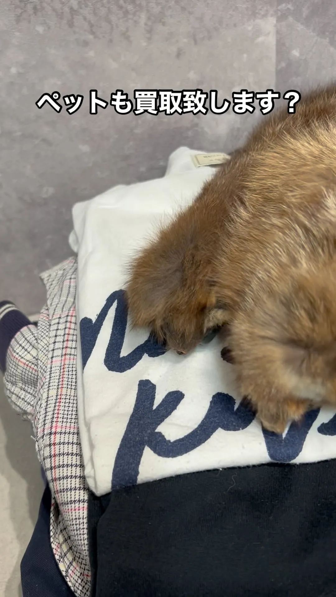 ペット買取？まさか！