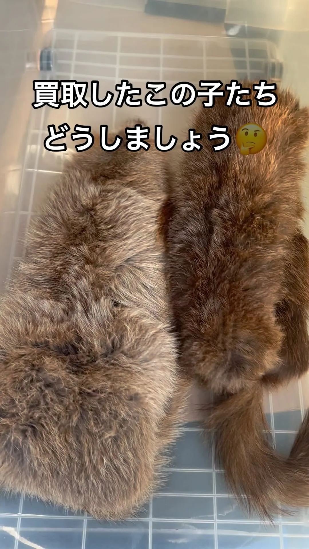 買取したこの子達、